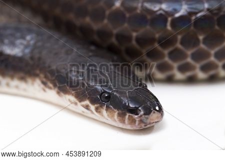 Xenopeltis Unicolor Sunbeam Snake Isolated On White Background
