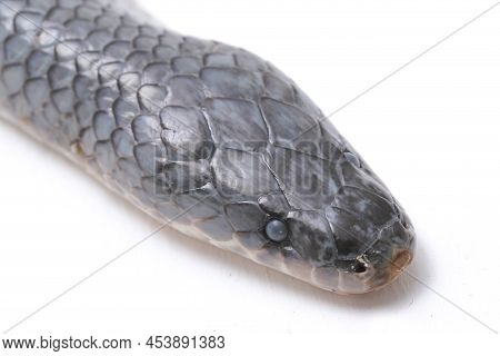 Xenopeltis Unicolor Sunbeam Snake Shedding It\\\'s Skin Isolated On White Background