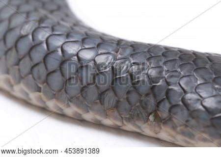 Xenopeltis Unicolor Sunbeam Snake Shedding It\'s Skin Isolated On White Background