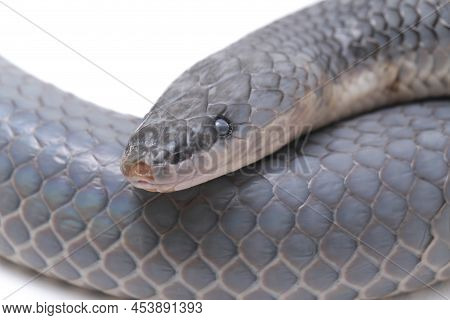 Xenopeltis Unicolor Sunbeam Snake Shedding It\'s Skin Isolated On White Background