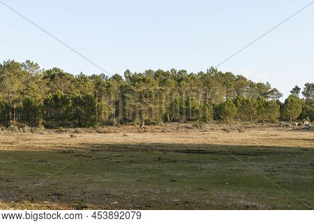 Pine Forest With Firebreaks, Young Pines With A Clear Sky And Firebreaks In The Foreground In Horizo