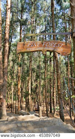 Entrance Of Amazing Pine Forest Of Ooty, Tamilnadu, India.