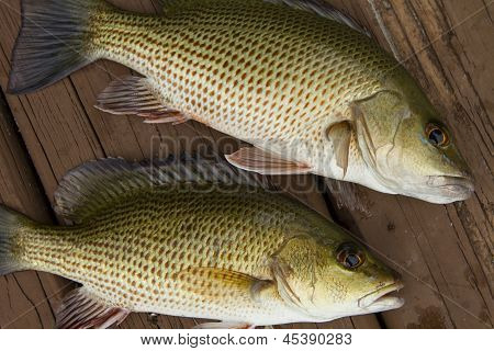 Mangrove Snapper