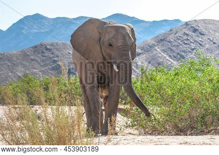 Closeup Of An African Desert Elephant - Loxodonta Africana- Wandering In The Desert In North Western