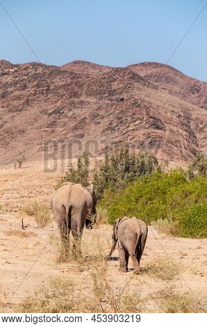 Closeup Of Two African Desert Elephant - Loxodonta Africana- Wandering In The Desert In North Wester