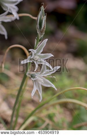 Close Up Of A Three Cornered Leek Allium Triquetrum Flower In Bloom