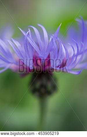 Cyanus Montanus, Blue Cyanus Montanus Flowers In The Garden