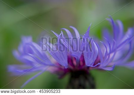 Cyanus Montanus, Blue Cyanus Montanus Flowers In The Garden