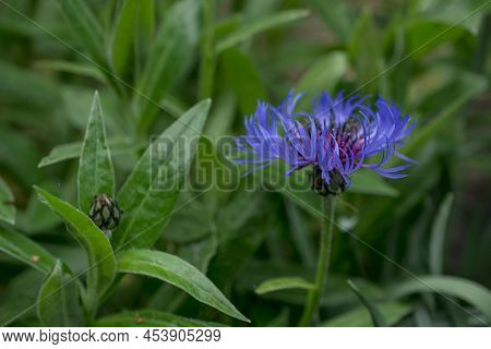 Cyanus Montanus, Blue Cyanus Montanus Flowers In The Garden