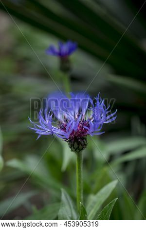 Cyanus Montanus, Blue Cyanus Montanus Flowers In The Garden