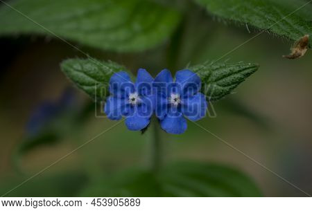 Macro Close-up Photo Of Purple Flower Pentaglottis Sempervirens.