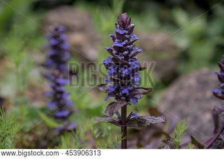 Violet Flowers Of Ajuga Reptans In May