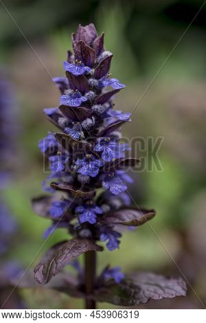Violet Flowers Of Ajuga Reptans In May