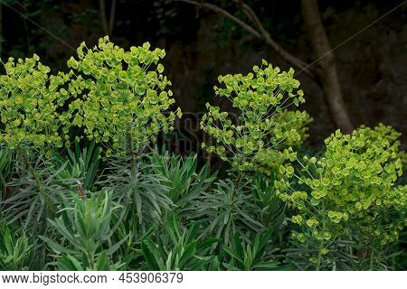 Wild Flower Plant In Nature Latin Name: Euphorbia Helioscopia