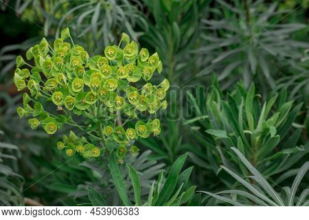 Wild Flower Plant In Nature Latin Name: Euphorbia Helioscopia