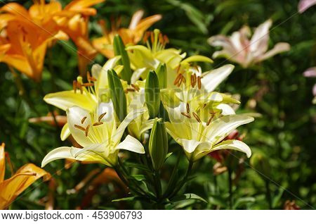 Beautiful Flowering Lightyellow Lilies Under The Bright Summer Sun.