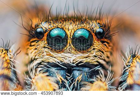 Spider Portrait, Jumping Spider Portrait - Pellenes Tripunctatus