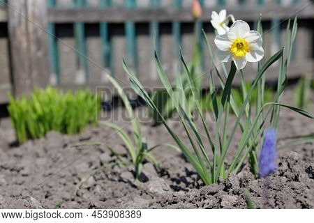 White Flowers Of Daffodils In A Spring Flower Bed
