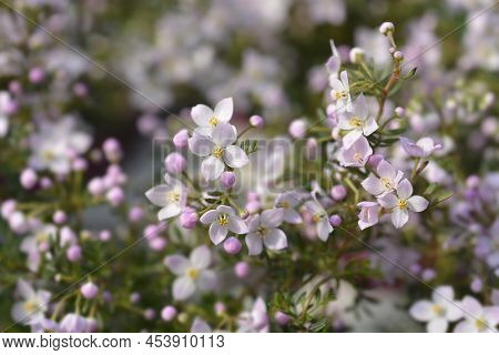 Narrow-leaved Boronia Pink Star Flowers In The Spring