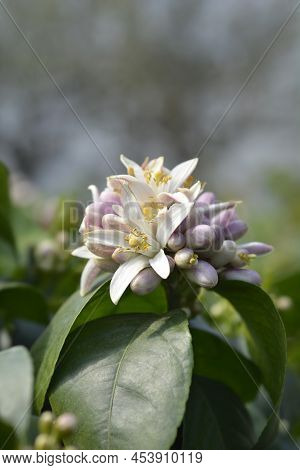 Meyer Lemon White Flowers In The Spring