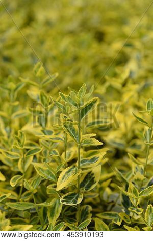 Wintercreeper Emerald And Gold Leaves In The Winter