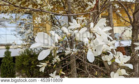 Blooming White Magnolia On The Branches Of Brown Color, And Against The Background Of The Yellow Bui
