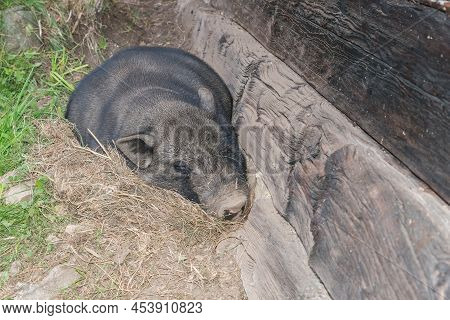 Pot-bellied Pig Outside Of An Old Hog House