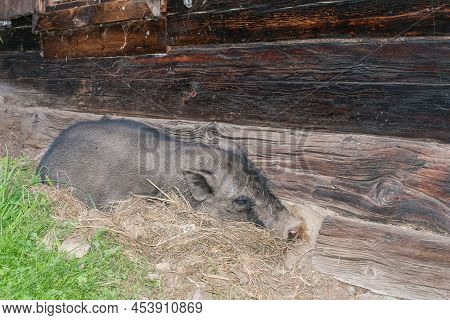 Pot-bellied Pig Outside Of An Old Hog House