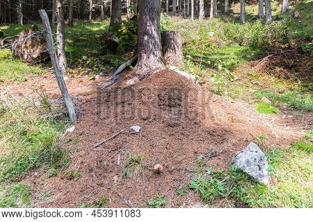 Image Of Anthill In A Forest, Austria