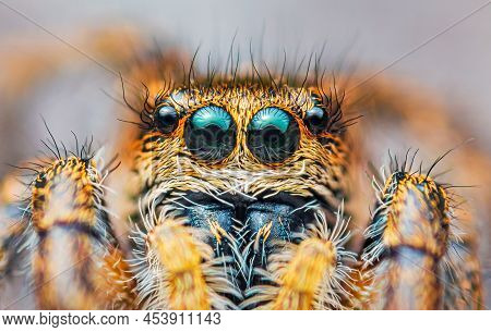 Spider Portrait, Jumping Spider Portrait - Pellenes Tripunctatus