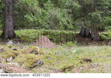 Image Of Anthill In A Forest, Austria