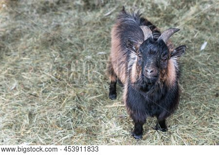Little Goat In Front Of An Cratch
