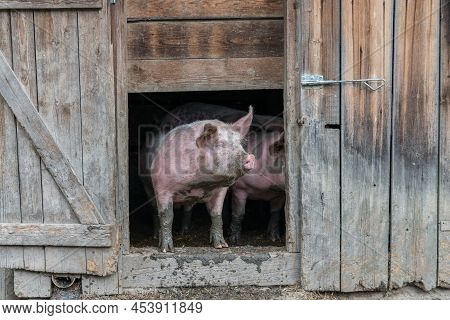 Image Of Pig At An Old Hog House