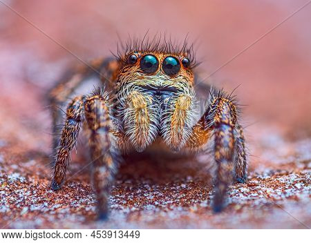 Spider Portrait, Jumping Spider Portrait - Pellenes Tripunctatus