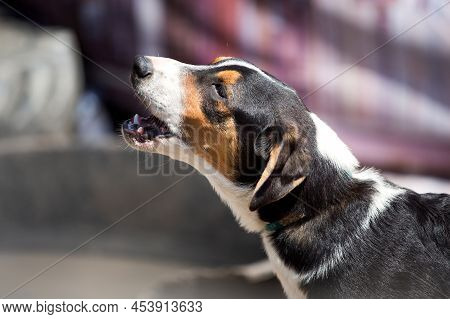 Half-face Portrait Of Young Dog Standing And Barking Outside