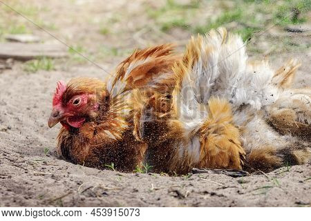 A Ginger-colored Hen Energetically Digging In A Sand Bath, Dust Flies In The Air.