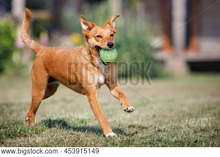 Lovely Ginger Dog With A Floppy Ears And A Ball In Mouth Is Running Through A Yard With Green Grass.