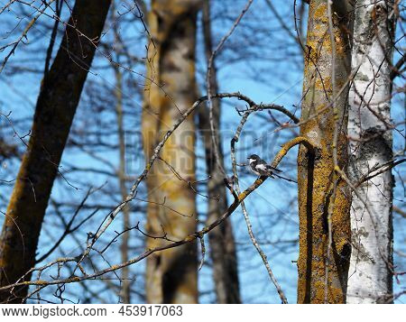 European Pied Flycatcher Ficedula Hypoleuca Male Sitting On Branch. Cute Forest Songbird In Wildlife