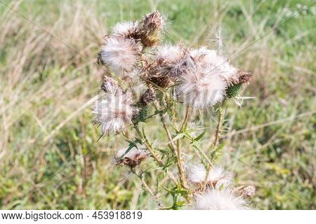 Flower At A Meadow In The Autumn, Swabian Alb, Germany