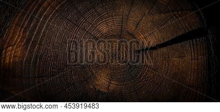 Burnt Wood Texture Background. Tree Cross Section. Banner