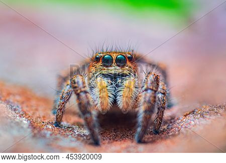 Spider Portrait, Jumping Spider Portrait - Pellenes Tripunctatus