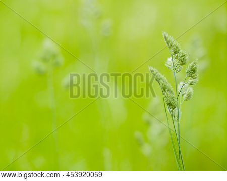 Abstract Summer Background With Fresh Green Grass Dactylis Glomerata