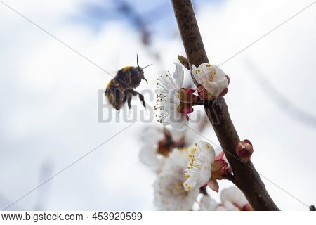 Cute Little Bumblebee Collecting Pollen From White Apricot Blossoms In Full Bloom