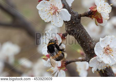 Cute Little Bumblebee Collecting Pollen From White Apricot Blossoms In Full Bloom