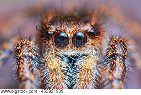 Spider Portrait, Jumping Spider Portrait - Pellenes Tripunctatus