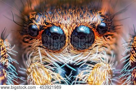 Spider Portrait, Jumping Spider Portrait - Pellenes Tripunctatus