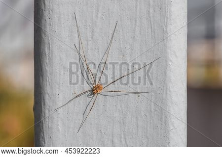 Close-up Of A Harvestman Spider In The Summer
