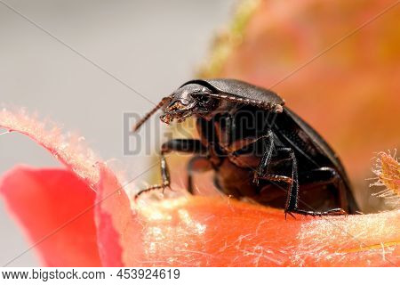 Insect Beetle Darkling Close-up On A Red Flower Macro Photography