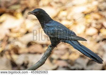 Image Of Male Asian Koel Bird(eudynamys Scolopaceus) On A Tree Branch On Nature Background. Animals.
