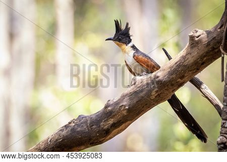 Image Of Chestnut Winged Cuckoo On A Tree Branch On Nature Background. Bird. Animals.